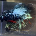 betta443