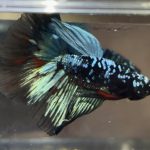 betta443