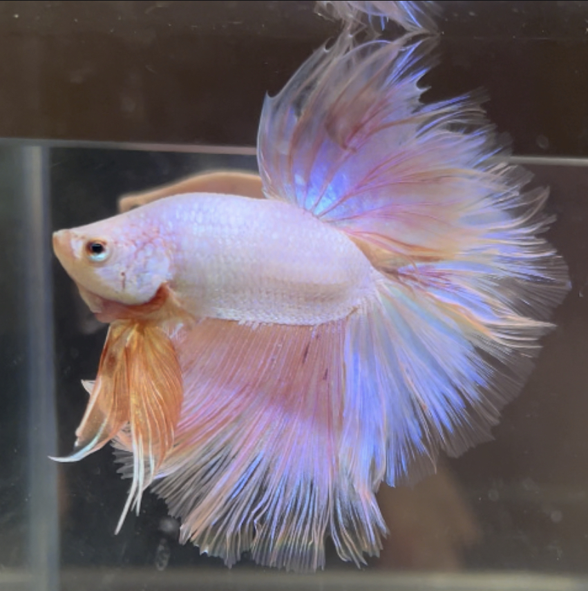 betta485