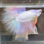 betta485