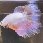 betta485