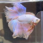 betta485