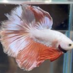 betta484