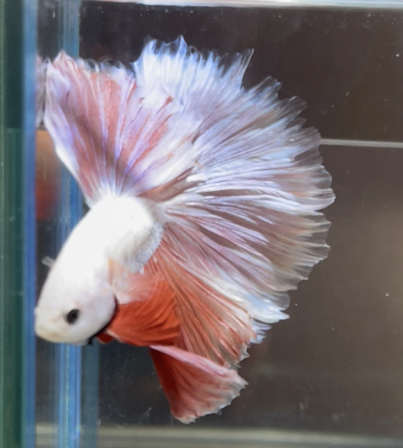 betta484