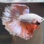 betta484