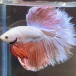 betta484
