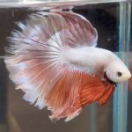 betta484