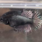 betta466