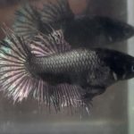 betta466