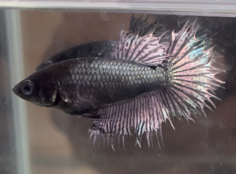 betta466
