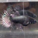betta466