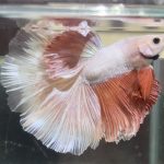 betta483