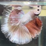 betta483