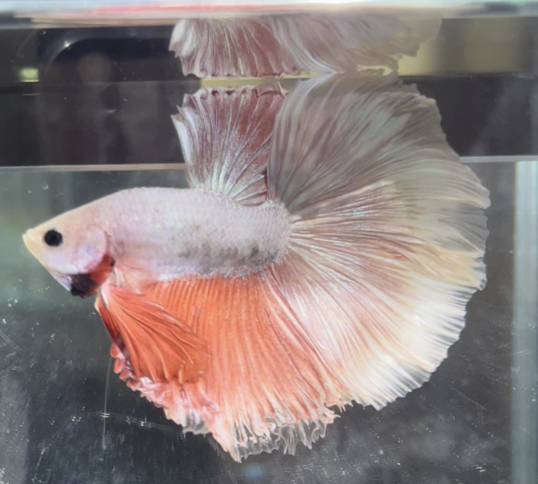 betta483