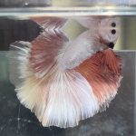 betta483