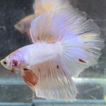 betta482