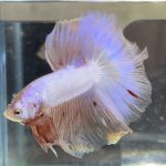 betta482