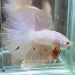 betta482