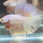 betta482