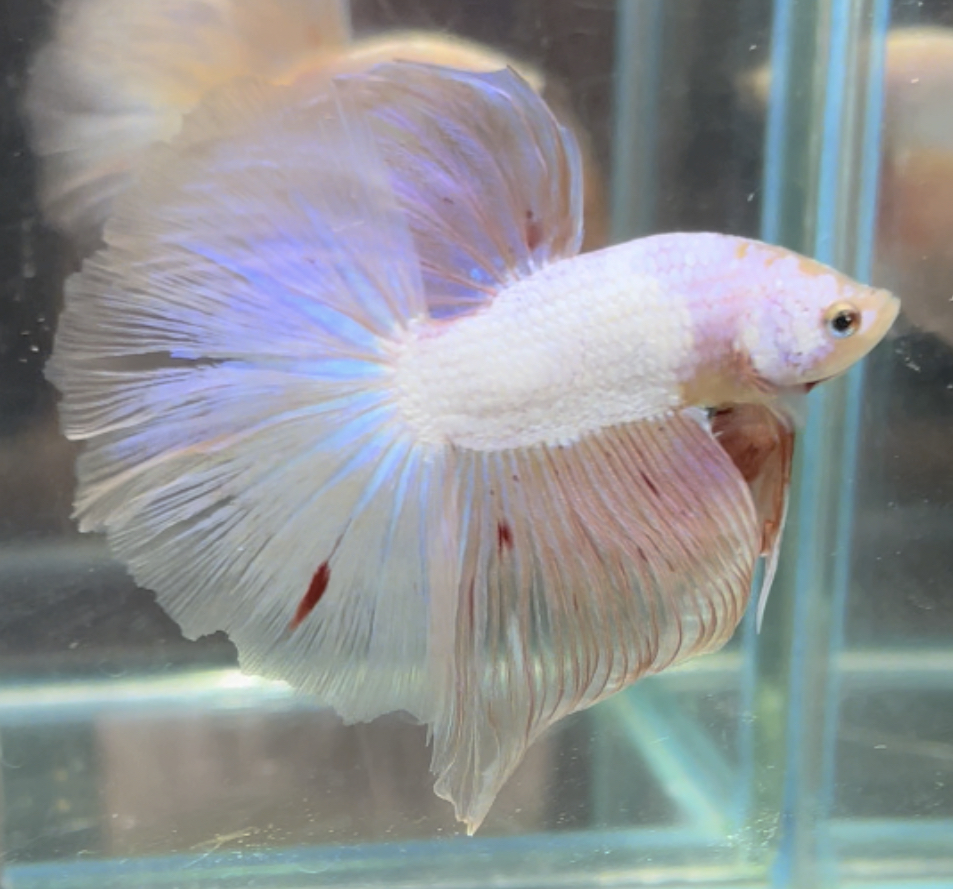 betta482