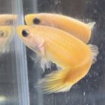 betta465