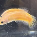 betta465