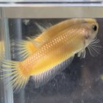 betta465