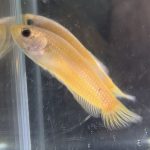 betta465