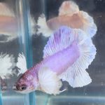 betta464