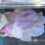 betta464