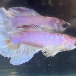 betta464