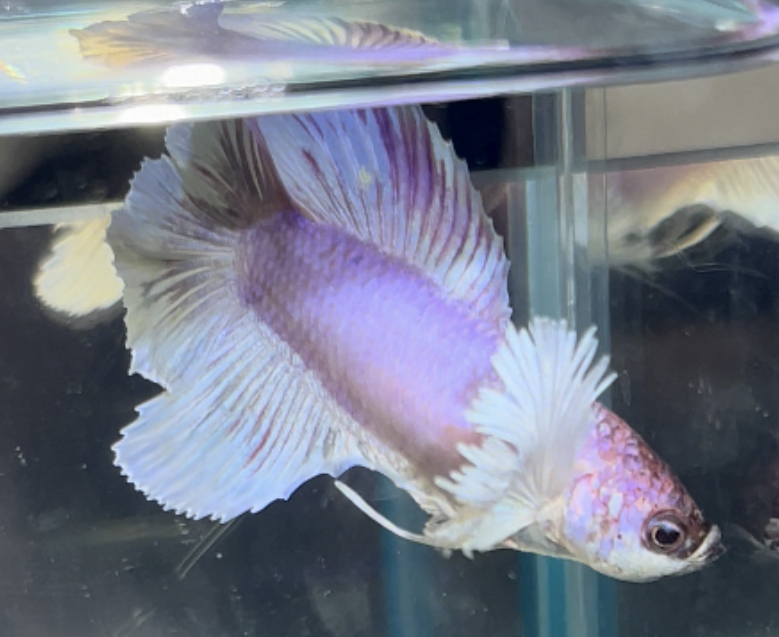 betta464