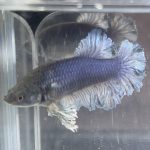 betta463