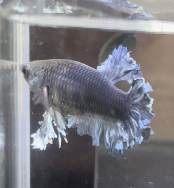 betta463