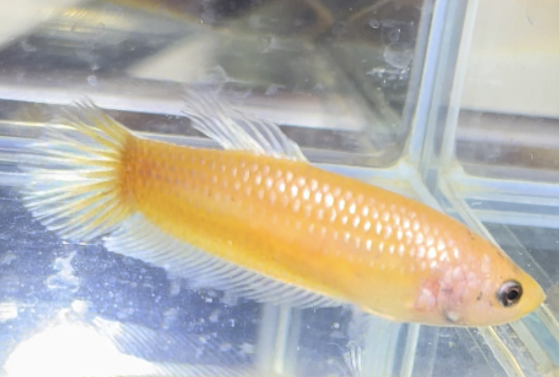 betta465