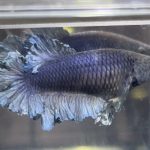 betta463