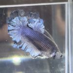 betta463