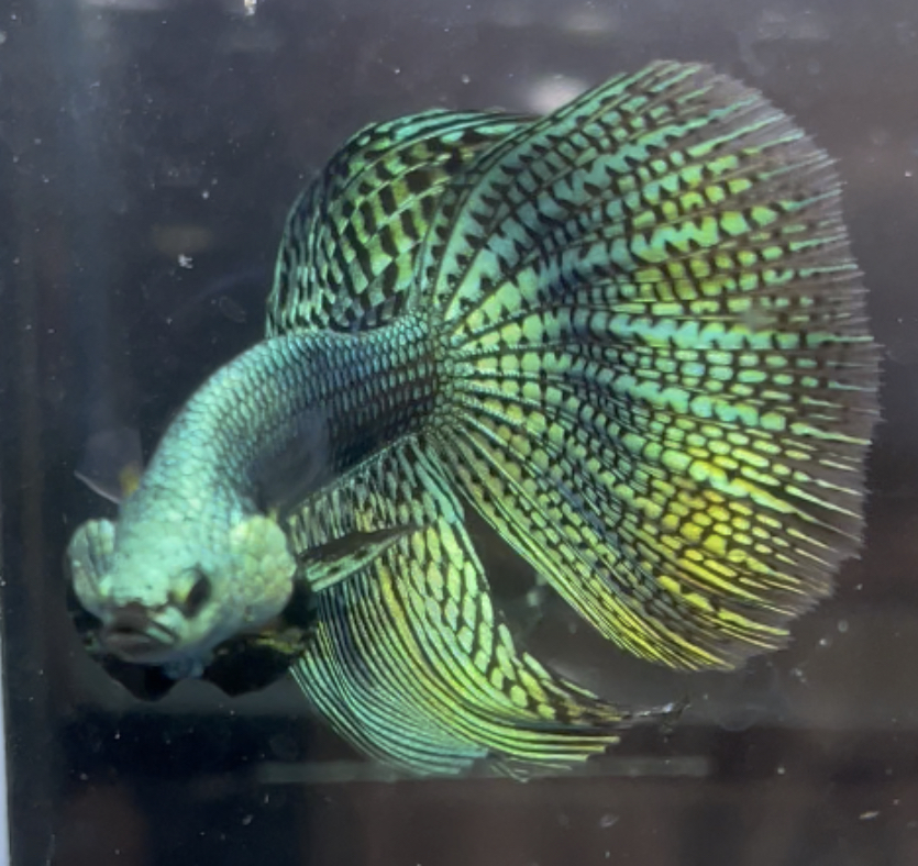 betta481