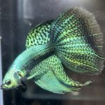 betta481