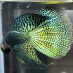 betta481