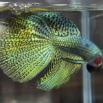 betta481
