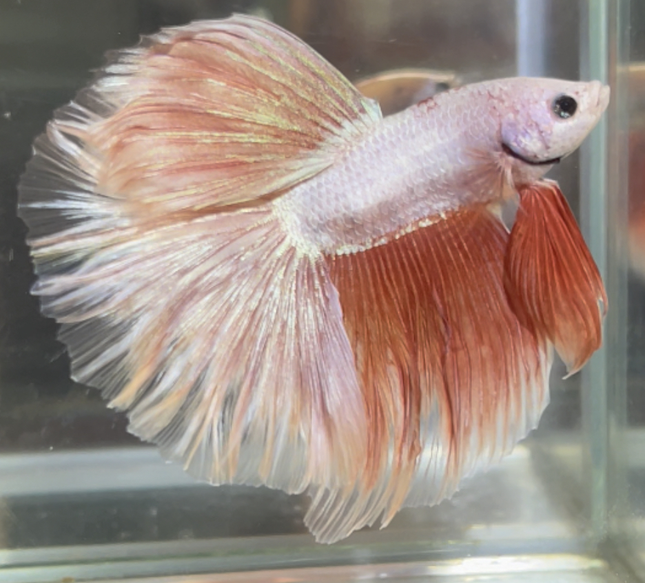 betta480