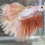 betta480