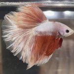 betta480