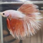 betta480