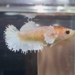 betta462