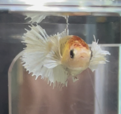 betta462