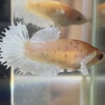 betta462
