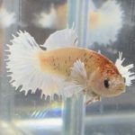 betta462