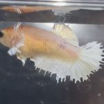 betta462